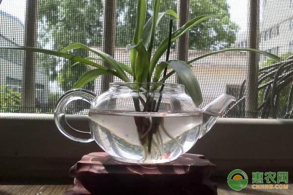 花卉水培方法：靜止式容器水培和漂浮式綠化水培講解