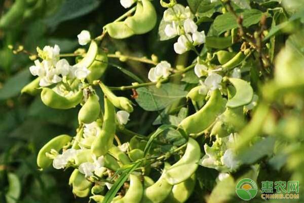黃瓜、西葫蘆、扁豆炭疽病如何防治？蔬菜炭疽病防治措施