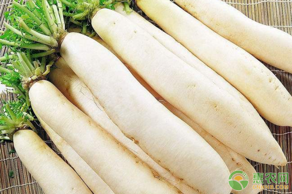 蘿卜為何會(huì)出現(xiàn)黑心、黑皮？蘿卜黑心病防治措施
