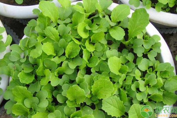 陽(yáng)臺(tái)種菜