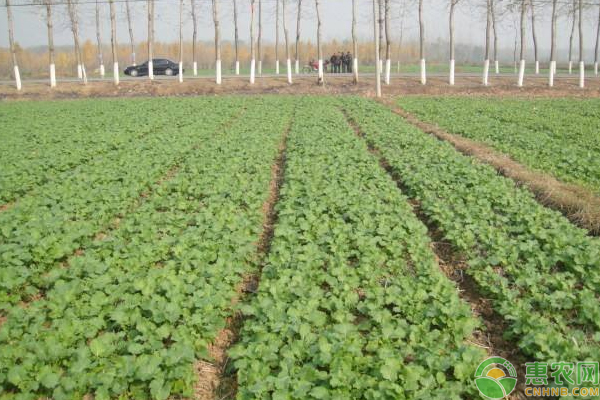 油菜主要病蟲(chóng)害的發(fā)病特征及其防治措施