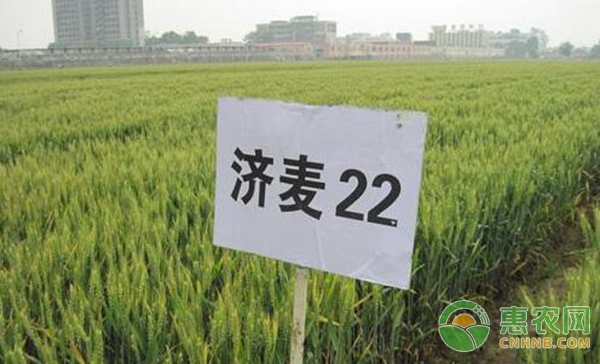 種小麥?zhǔn)怯枚@還是復(fù)合肥好？