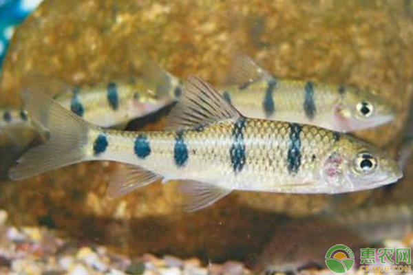 光唇魚養(yǎng)的好關(guān)鍵方法收藏了