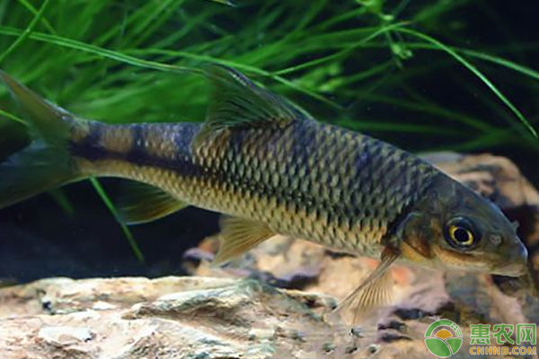想要光唇魚養(yǎng)的好關(guān)鍵要點(diǎn)收藏了