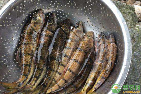 想要光唇魚養(yǎng)的好關(guān)鍵看高效養(yǎng)殖這幾個要點(diǎn)