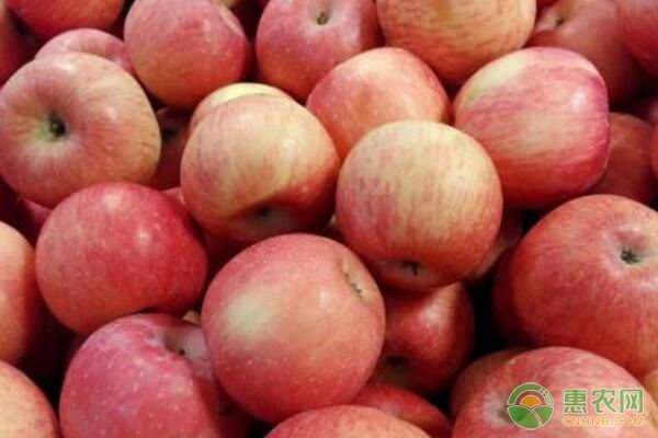 柱頭覆蓋劑對(duì)紅富士和<a href='http://www.iweekee.cn/t/24412.html' class='j-href' target='_blank'><span style='color:#FF8001'>寒富蘋(píng)果</span></a>的疏花效果