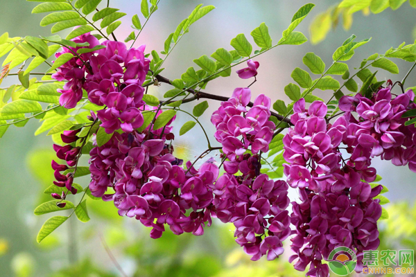 香花槐繁殖需這樣嫁接管理及病蟲害防治