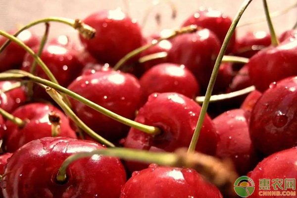 櫻桃種植過程中的常用肥料及用法用量