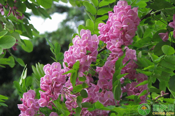 香花槐怎么繁殖？
