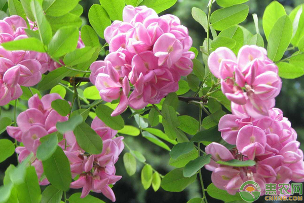 香花槐怎么繁殖？需這樣嫁接管理及病蟲害防治