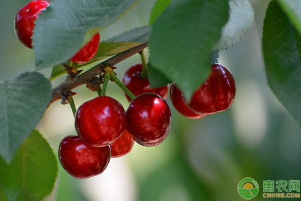 櫻桃種植過程中的常用肥料及用法用量