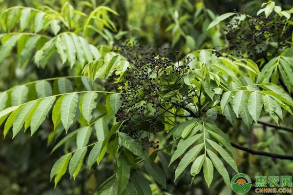 傘花木怎么栽培？需這樣播種繁殖及病蟲害防治