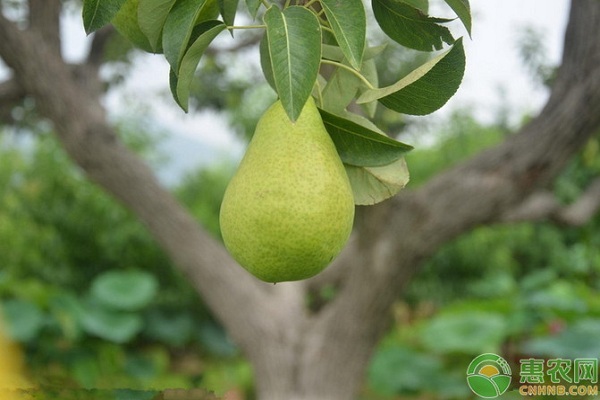 梨樹(shù)什么時(shí)候嫁接最好？梨樹(shù)嫁接方法及注意事項(xiàng)