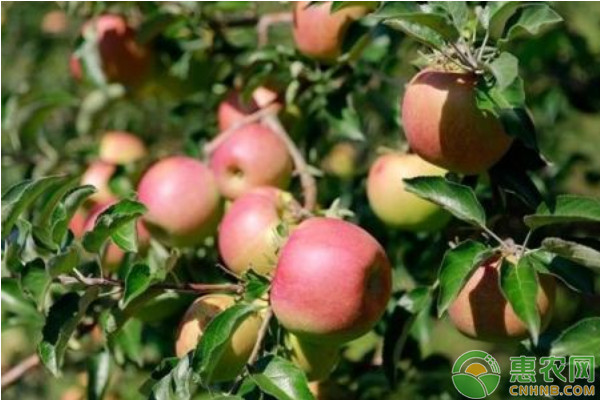 蘋果樹9—10月份病蟲害防治月歷