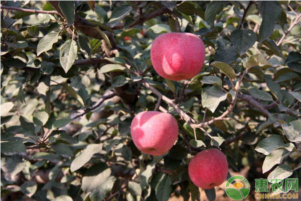 蘋果樹9—10月份病蟲害防治月歷