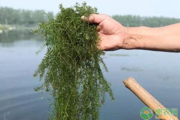 小龙虾养殖：池塘水环境管理的三大窍门-图片版权归惠农网所有