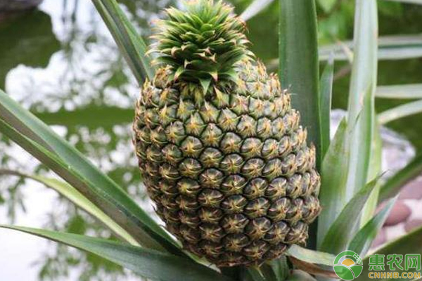 巨人西瓜鳳梨怎么栽培？需注意什么？