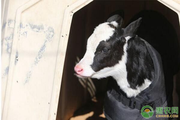如何治療犢牛白痢??？犢牛白痢病治療方法