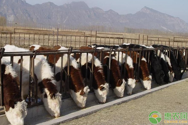 肉牛場(chǎng)如何防控疫病？