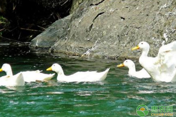 鴨瘟病怎樣防治？鴨瘟病疫苗免疫、消毒治療等要點講解