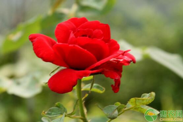 秋季月季花的管理技术要点