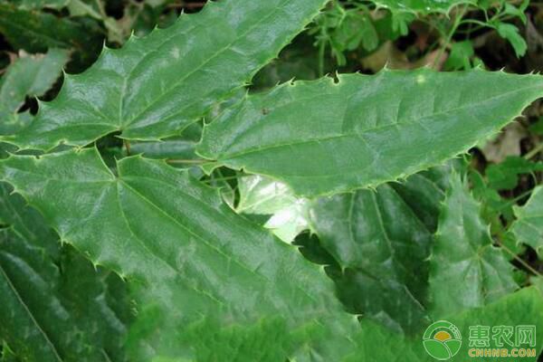 淫羊藿林下种植和林缘田边种植效果与经济效益分析