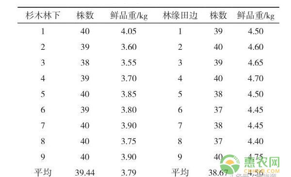 淫羊藿林下种植和林缘田边种植效果与经济效益分析