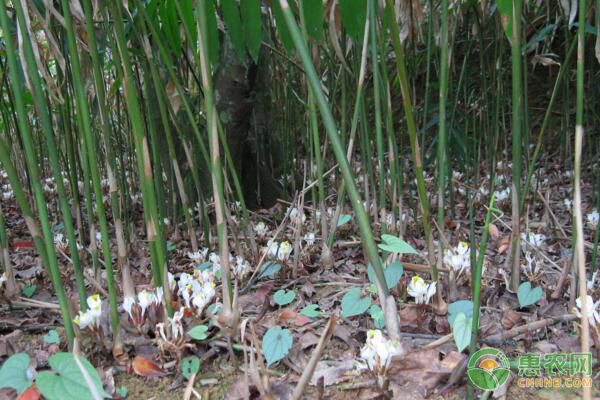 春砂仁如何防治病蟲害？林下春砂仁生長習性及種植要點
