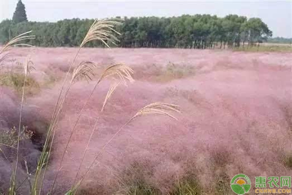 粉黛亂子種植方法