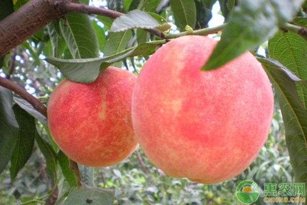 玉龍縣冬雪蜜桃引種表現(xiàn)及栽培技術(shù)要點(diǎn)