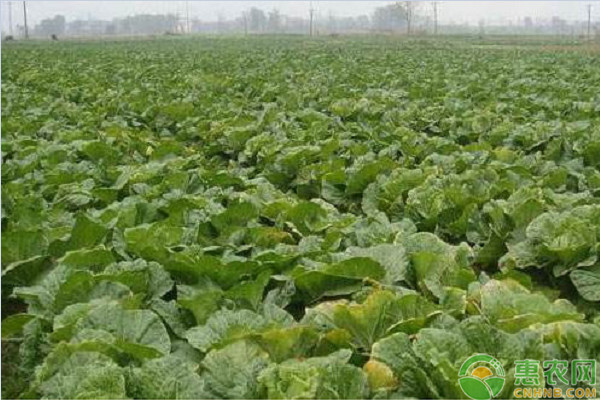 大白菜爛根的原因有哪些？（內(nèi)附防治措施）