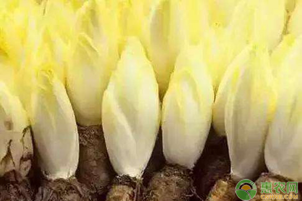 金玉蘭菜栽培方法