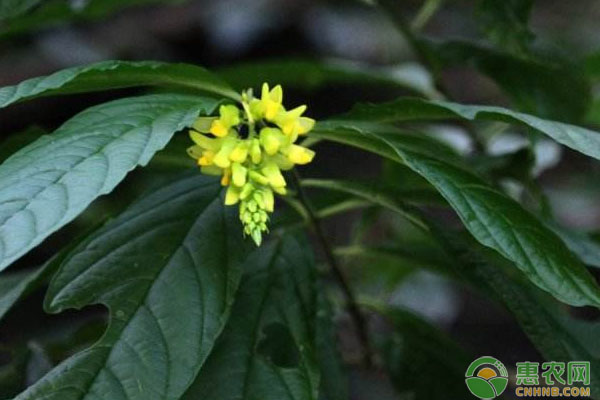 龍巖市毛竹林下黃花遠(yuǎn)志種植技術(shù)