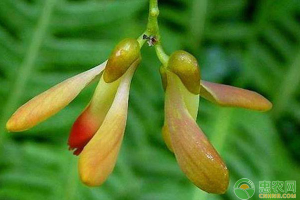 龍巖市毛竹林下黃花遠(yuǎn)志種植技術(shù)
