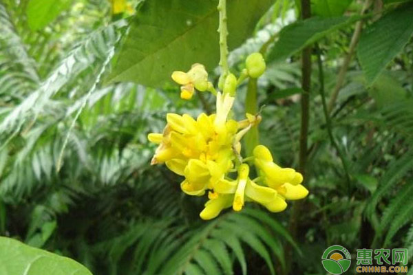 龍巖市毛竹林下黃花遠(yuǎn)志種植技術(shù)