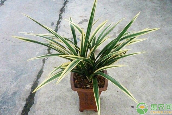 墨蘭換盆后的管理及種植妙招