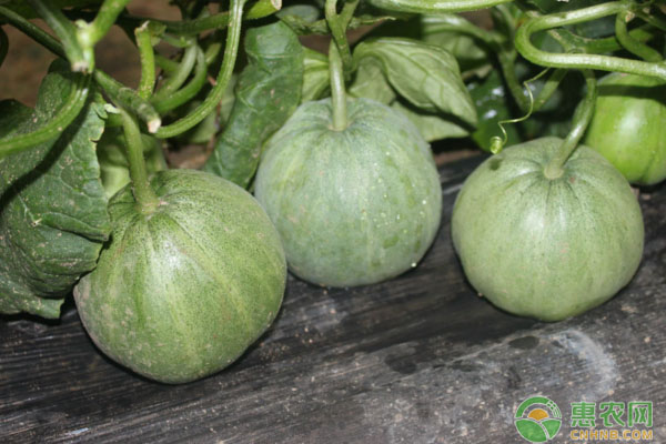 高寒地區(qū)日光溫室薄皮甜瓜定植后管理要點(diǎn)及病蟲害防治