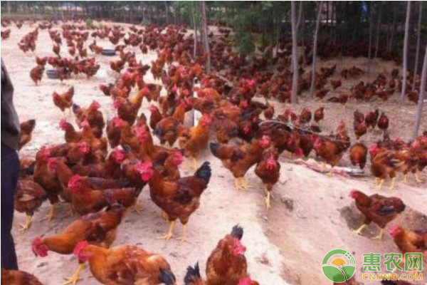 肉雞腹水癥的防治措施