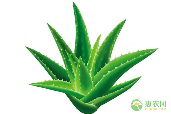 中華蘆薈怎么養(yǎng)？中華蘆薈養(yǎng)殖方法