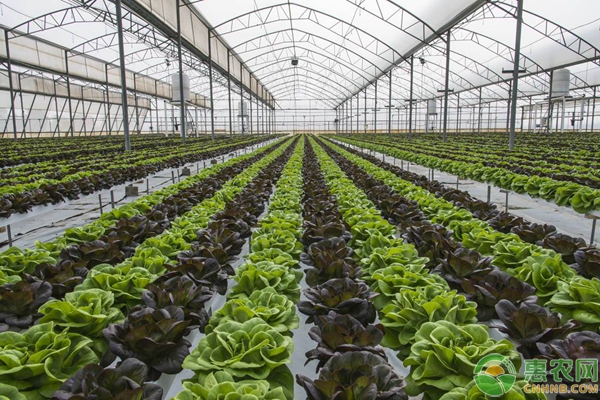 大棚蔬菜施肥的常見誤區(qū)