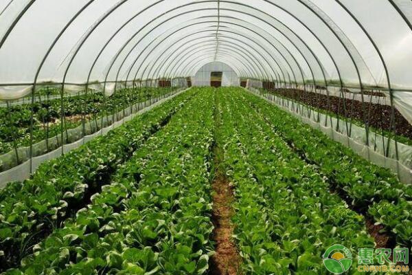 大棚蔬菜施肥的常見誤區(qū)