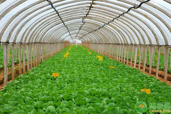 大棚蔬菜施肥的常見誤區(qū)