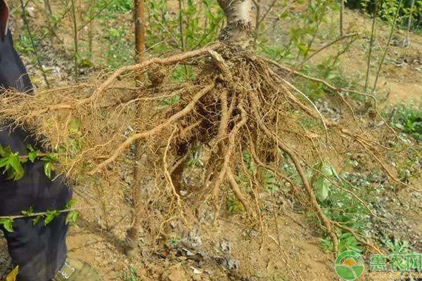 促進(jìn)植物根系生長方法