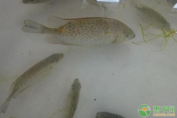 長(zhǎng)鰭籃子魚放苗前準(zhǔn)備工作有哪些？長(zhǎng)鰭籃子魚飼養(yǎng)管理