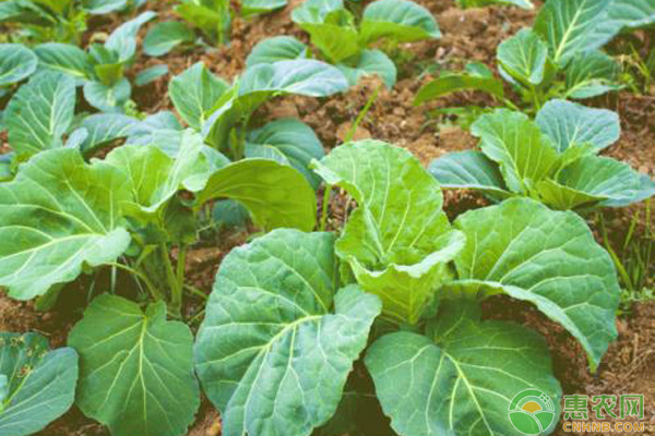 植物根系如何促進(jìn)生長