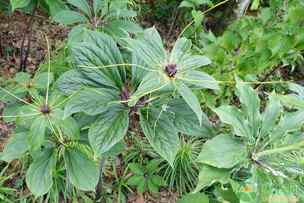 香格里拉重樓選地整地、中耕除草等要點(diǎn)講解