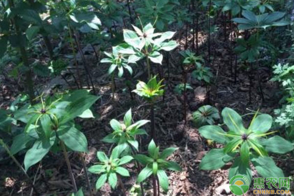 香格里拉重樓選地整地、中耕除草等要點(diǎn)講解