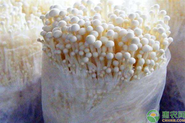金針菇如何栽培？金針菇種植時間和方法