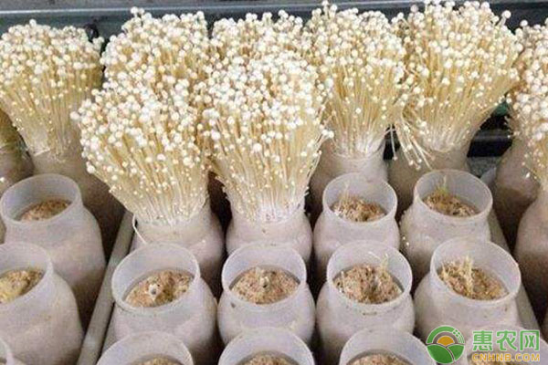 金針菇如何栽培？金針菇種植時間和方法