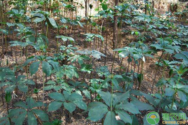 香格里拉重樓選地整地、中耕除草等要點(diǎn)講解